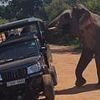 World's top 10 deadliest animals revealed: Biggest killers may surprise you... and the apex predator that DOESN'T make the list