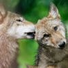 Europees Parlement stemt in met verlagen status wolf, niet meer ‘strikt beschermd’