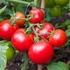 Urgent nationwide recall for tomatoes that could KILL or trigger severe infections