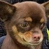 Here boy! Vilo the chihuahua emerges from burn-out flat two weeks after horrific fire killed man and left eight-year-old girl injured