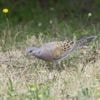 La chasse à la tourterelle des bois bientôt réautorisée, la Ligue pour la protection des oiseaux s'inquiète