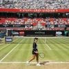 Vorbereitung auf Wimbledon: Tennis-Weltelite schlägt in Berlin auf