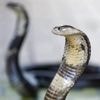 Il se laisse mordre 200 fois par des serpents : c’est quoi le mithridatisme ?