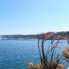 Le lac Léman rebaptisé "Lac de Genève" sur l'application "Plans" des appareils de marque Apple