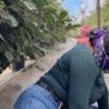 Hiding in the fields - farm workers fearing deportation stay in California's shadows