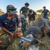 Begehrtes Schmuggelgut: Entfernung des Horns reduziert Nashorn-Wilderei