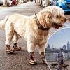 Vets issue warning to dog owners over 'five-second pavement test' before taking their pet out for a walk in a heatwave