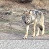 Gelderland mag van rechter ‘probleemwolf’ afschieten