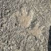 Voetafdrukken dinosaurus blootgelegd door dodelijke overstromingen in Texas