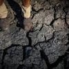 Australie : « Trop tard » pour éviter toutes les conséquences du changement climatique