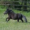 'Serial horse rapist', 38, filmed himself having sex with pregnant Shetland pony, court hears
