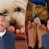 Vet reveals what it REALLY means if your dog tries to lick your feet