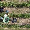 Dans le vignoble de Nantes, des vendanges plus précoces que prévu