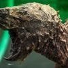 „Können einen Besenstiel zerbeißen“: Gefährliche Schildkröte bei Kanalarbeiten in Norddeutschland entdeckt