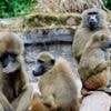 Un zoo allemand abat douze babouins, deux organisations de défense de la cause animale portent plainte