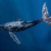 Oceans cannot become 'wild west', warns UN chief