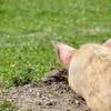 Gentechnisch veränderte Schweine in den USA für den Verzehr zugelassen