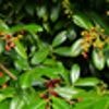 Invasives Grün: Diese Pflanzen zerstören Ihren Garten