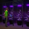 "C'est très réaliste, avec des risques de descentes de police" : "Schedule 1", ce jeu de gestion qui vous met dans la peau d’un dealer de drogue