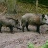 „Keiler Minogue und Johann Sebastian Bache“?: Berliner Förster suchen Namen für Wildschwein-Paar