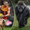 Could a gorilla beat 100 men in a fight? It's the question that's taken over the world - and now some top footy stars have answered it