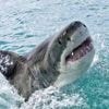 L’épouse du touriste tué par un requin en Égypte raconte la scène : « Je ne l’oublierai jamais »