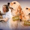 Van 329 tot 700 euro voor dezelfde ingreep bij dierenarts. Hoe voorkom je dat ook jij te veel betaalt?