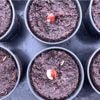 Gartenarbeiten im Februar: Das ist alles möglich
