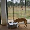 Morocco unveils policies it hopes bolster the care and management of stray dogs