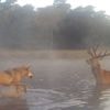Onderzoekers: Dieet van wolf op Veluwe en in Drenthe bestaat vooral uit herten en zwijnen