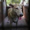 Indiase hoofdstad Delhi moet binnen acht weken miljoen honden van straat halen