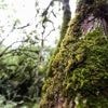 Voici pourquoi la mousse est utile au jardin, et comment faire si vous voulez quand même l’éliminer