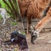 Baasje van honden die lama’s doodbeten in Planckendael moet na boete nu ook schadevergoeding betalen: “Ze vermoorden alle dieren op hun pad”