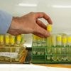Warming seas threaten key phytoplankton species that fuels the food web, study finds