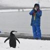 L'Antarctique à son tour victime du surtourisme