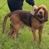 Italy outraged at killing of heroic police bloodhound, found dead after eating food laced with nails