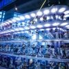 De Amerikaanse stadions zitten een stuk voller sinds er kleurige ‘wiebelhoofdjes’ worden uitgedeeld
