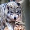 Sechsjähriger weggeschleift: Niederlande verschärfen Warnung vor Problemwolf