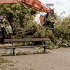 ‘Alsof ik de pijn van die bomen zelf voelde’: waarom het kappen van platanen in Deurne-Zuid zoveel emoties losmaakt