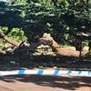 Southend tree tragedy: Girl, seven, killed in accident was 'visiting with family from London' as another child fights for their life in hospital