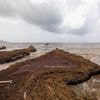Scientists say a record amount of seaweed hit the Caribbean and nearby areas in May