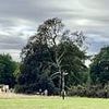 Dog walker is rushed to hospital with serious injuries after 'storm-damaged tree' crushed him