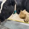 It’s moo-ving day for dairy cattle at Michigan State University