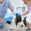 Hund riecht nach faulen Äpfeln? Gesundheitscheck dringend empfohlen