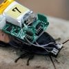 Forscher steuern Cyborg-Kakerlaken über winzige UV-Brillen