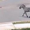 Zebra crossing: Tennessee police search for animal on the loose