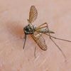 Insekten: Bislang wenig Mücken – aber keine Entwarnung für den Sommer