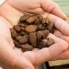 Chocolat, pain, biscuits… Le cadmium, ce métal lourd présent dans notre alimentation