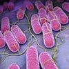 Urgent warning over record highs of deadly infection spread by dodgy cheese - experts urge Britons to adopt vital safety measures