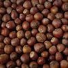 Kälteeinbruch belastet die Ernte: Jetzt werden auch Haselnüsse teurer